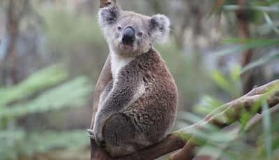 Koala population in Australia faces extinction by 2050