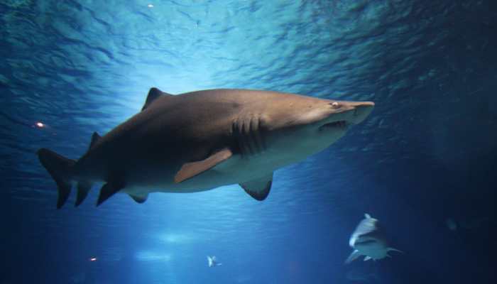 First known omnivorous shark species identified: Scientists