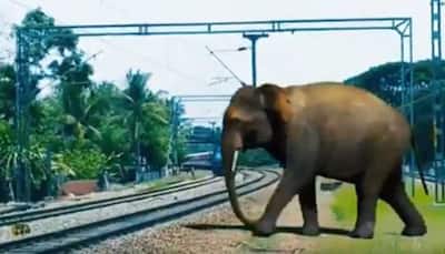 Plan Bee: Indian Railways launches drive to save elephants from accidents