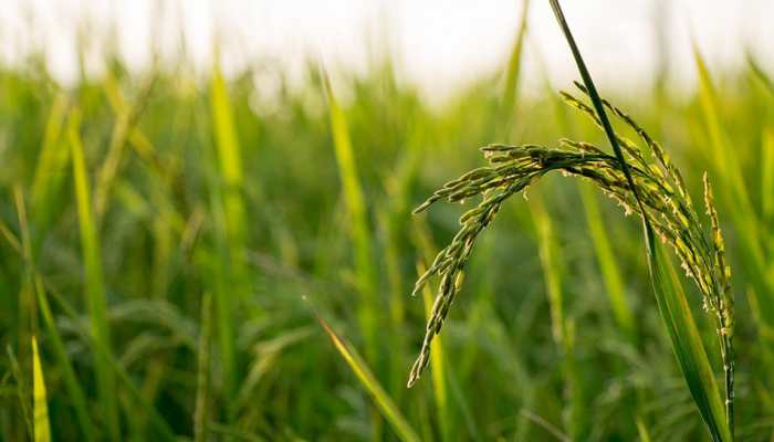 Rice farming twice as bad for climate as thought: Study