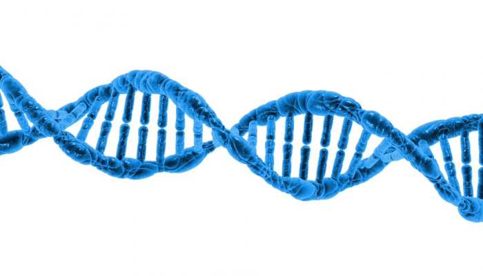 Genes determine how heart rate responds to exercise: Research