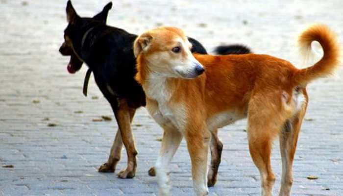 India&#039;s first exclusive dog park comes up in Hyderabad