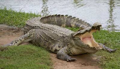 Texas: Woman kills 12-feet-long alligator for eating her 'miniature horse'
