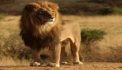 11 lions dead in past 11 days in Gir forest, state government orders inquiry