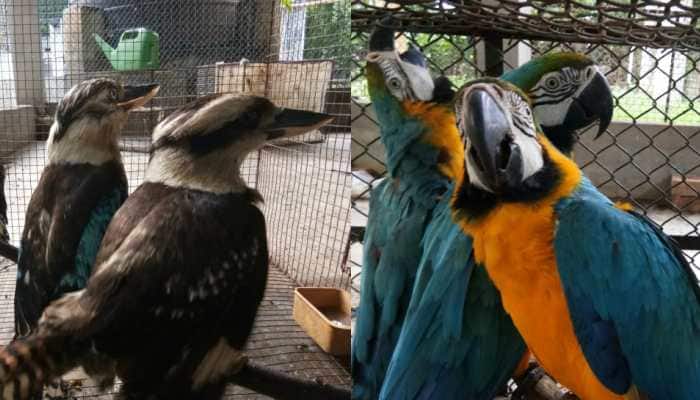 DRI seizes exotic birds smuggled into India from Bangladesh