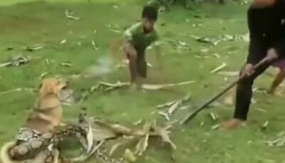 Watch: Snake tries to kill dog, 3 boys rescue miraculously