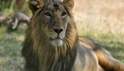 23 lions dead in Gir, forest officials on high alert