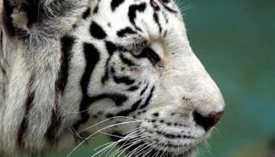 Rare white tiger kills zookeeper in Japan
