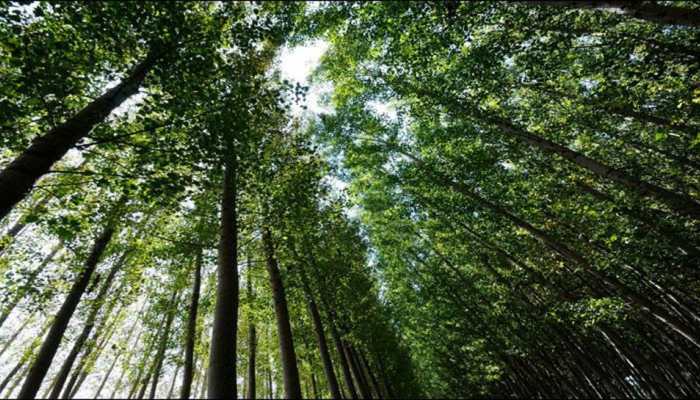 Over 50,000 trees to be axed in Uttar Pradesh's tiger habitat Over 50,000 trees to be axed in Uttar Pradesh's tiger habitat