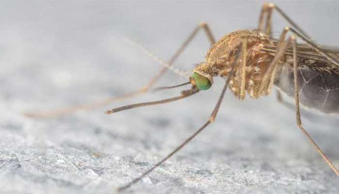 Zika virus under control, says Rajasthan minister Zika virus under control, says Rajasthan minister