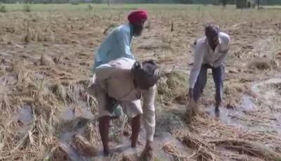 Ambala farmers protests after rain ruin paddy crops, demands compensation