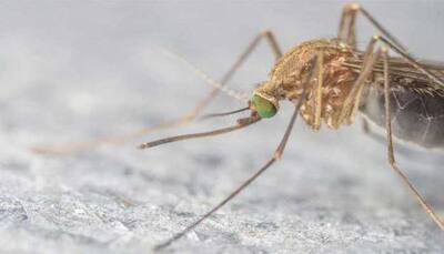 Six new Zika cases in Rajasthan; total 123