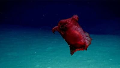 Rare 'headless chicken monster' living underwater captured on film