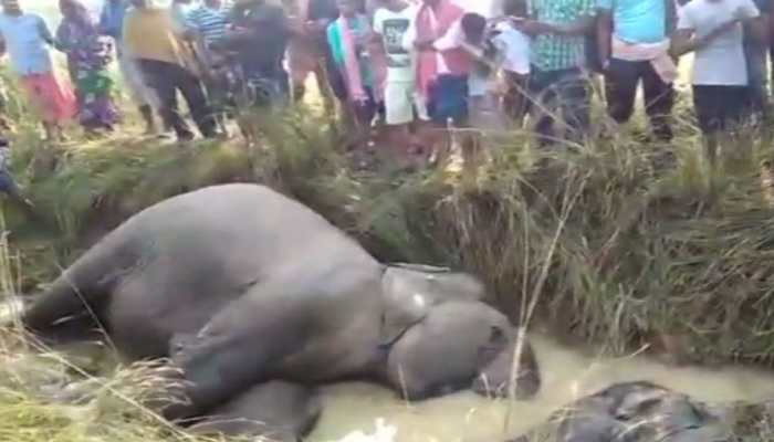 Seven elephants electrocuted to death in Odisha village