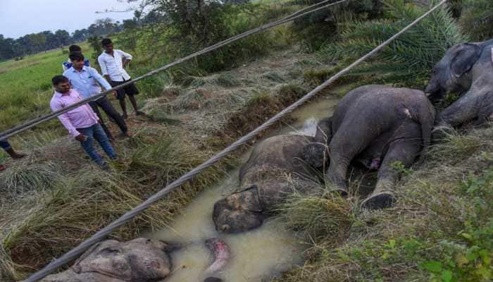 Elephants electrocuted: NGT sets up 3-member investigation team