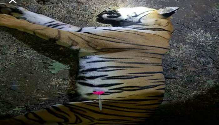 Tigress Avni, suspected to have killed 14, shot dead