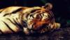 tiger killed
