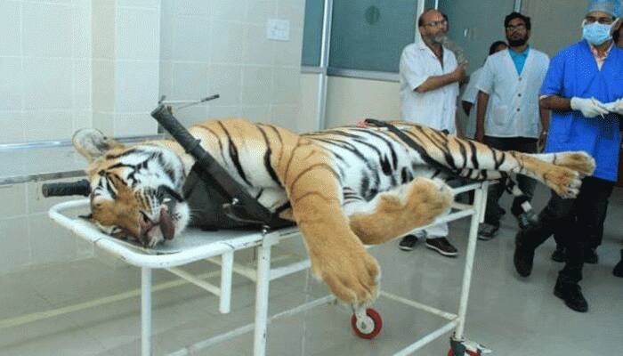 Maneka guns for Maharashtra minister over tigress death; worry about child deaths, says Mungantiwar