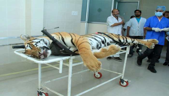 Tigress Avni, shot dead for hunting people, had not eaten for 4-5 days: Necropsy report
