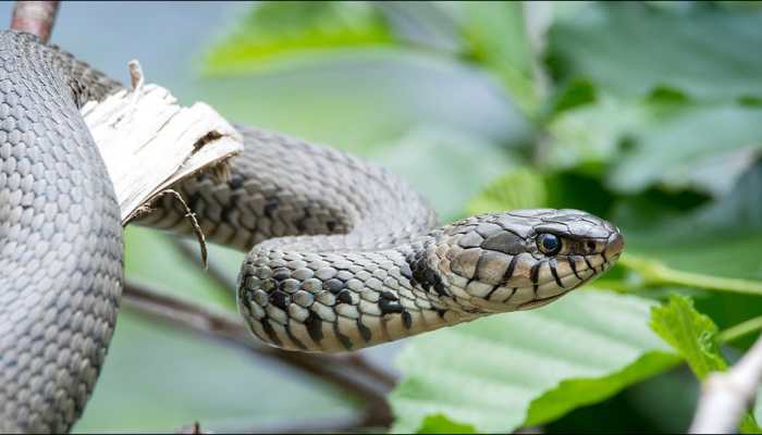 Venomous snake found in passenger&#039;s bag at Kochi airport
