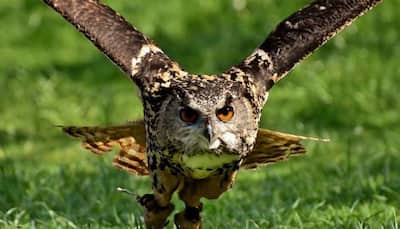 40-year-old married Delhi man kills owl for black magic to attract woman he liked