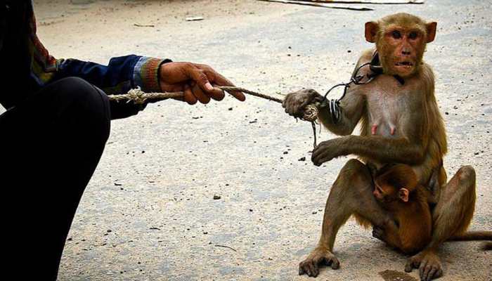 Monkey snatches 12-day-old baby from mother&#039;s lap, bites and kills him