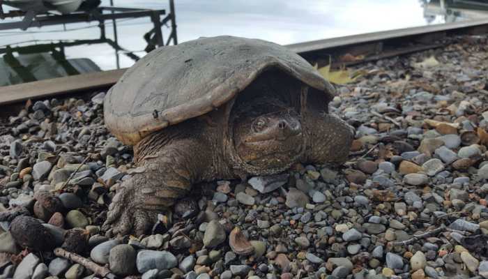 Turtles to crayfish, Japan decides to eat into its problem of heavy breeding