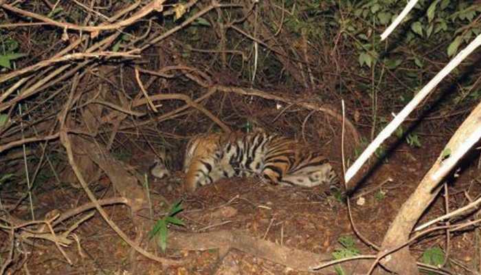 Train mows down three tiger cubs in Maharashtra