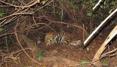 Train mows down three tiger cubs in Maharashtra