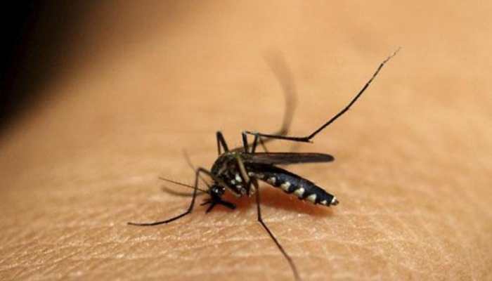 Malaria cases fell by 24% between 2016 and 2017 in India: WHO