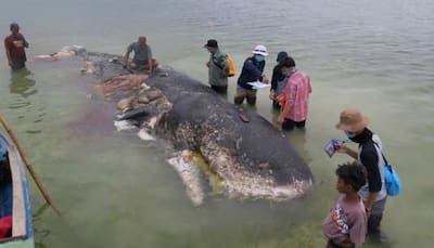 Sperm whale washed up in Indonesia had nearly 6 kgs of plastic waste in stomach