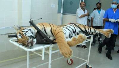 Tigress Avni was not aggressive, firing in self-defence doubtful: NTCA committee
