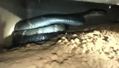 19-feet long King cobra rescued from Odisha village: Watch