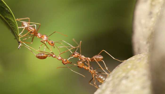 Dracula ants possess fastest known animal appendage: Study