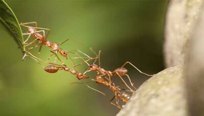 Dracula ants possess fastest known animal appendage: Study