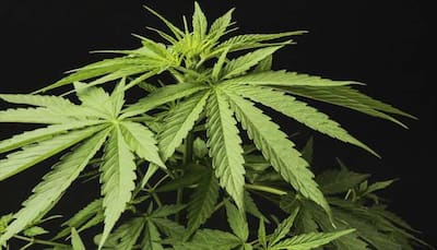 New Zealand to hold referendum on recreational marijuana use