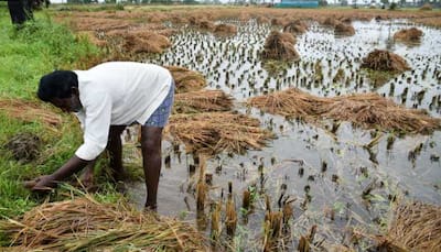 Cyclone Phethai has affected 5,602 farmers, paddy fields destroyed: Chandrababu Naidu