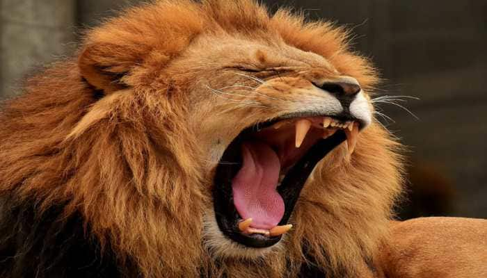 Three lions run over by train near Gir forest