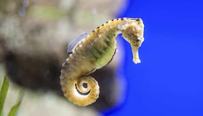 Endangered Seahorse species found in Australia