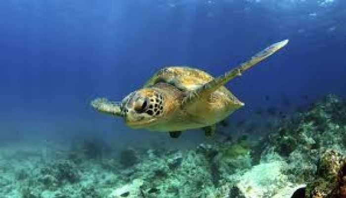 Global warming threatens &#039;feminization&#039; of green sea turtles