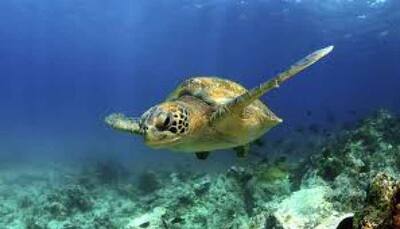 Global warming threatens 'feminization' of green sea turtles