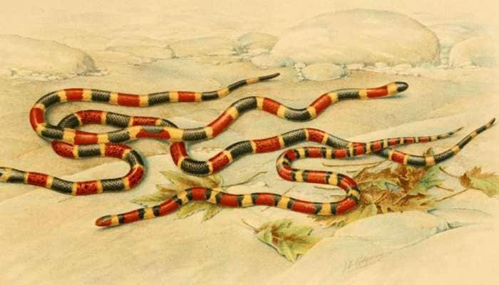 Cenaspis - new snake species found in another snake’s stomach 
