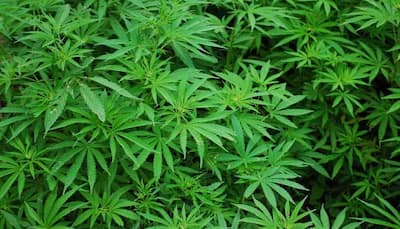 Thailand legalises marijuana for medical use