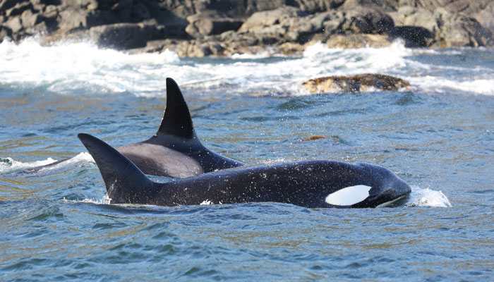 Japan to restart commercial whaling from July 2019