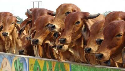 Yogi Adityanath tells officials to ensure shelter for stray cows