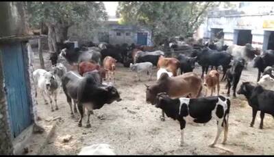 Villagers lock hundreds of stray cows inside school, health centre in Uttar Pradesh for destroying crops