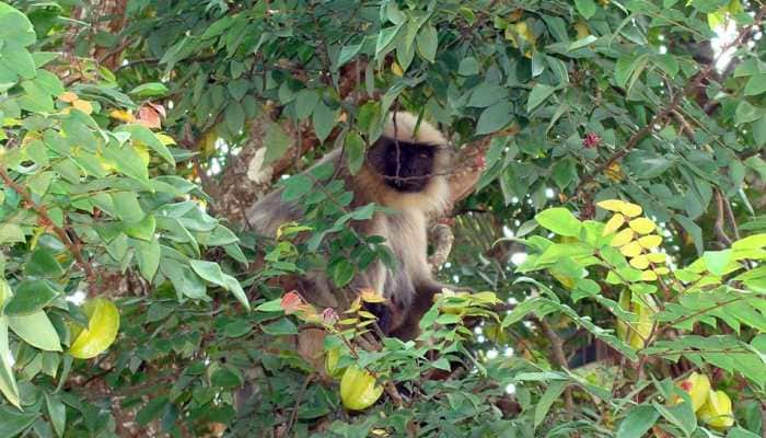 6 men slaughter and eat langur; live-stream gruesome act on Facebook 