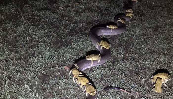 Cane toads take a ride on python after thunderstorm in northern Australia, video goes viral
