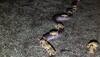 Cane toads take a ride on python after thunderstorm in northern Australia, video goes viral