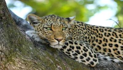 Leopard escapes from safari park in Siliguri, visitors left alarmed